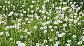 5 - Soffioni di Tassaco sul Monte Canto Alto